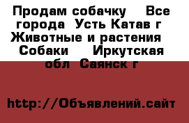 Продам собачку  - Все города, Усть-Катав г. Животные и растения » Собаки   . Иркутская обл.,Саянск г.